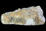 Agatized Fossil Coral Geode - Florida #90223-2